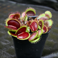 Dionaea muscipula "Unspotty"