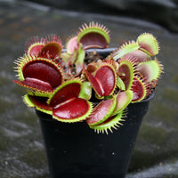 Venus Flytrap- Dionaea muscipula "Unspotty"