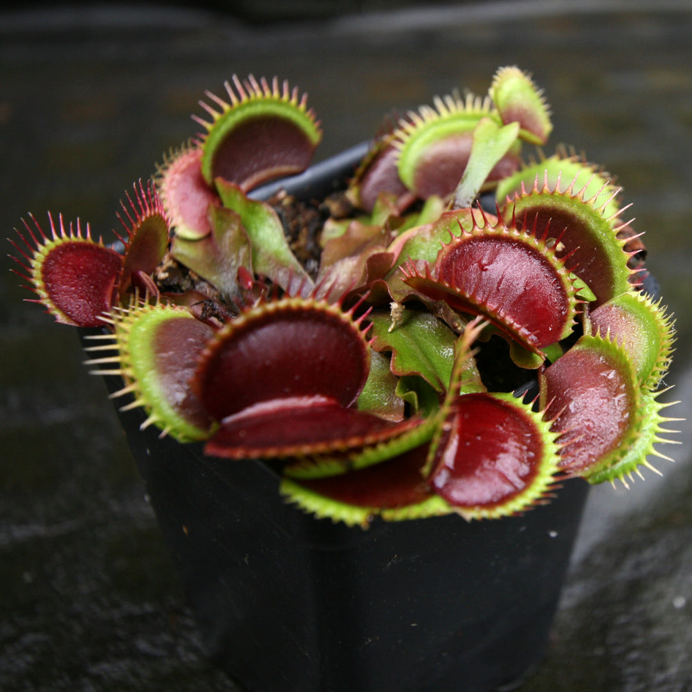 
                      
                        Venus Flytrap- Dionaea muscipula "Unspotty"
                      
                    