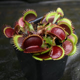 Venus Flytrap- Dionaea muscipula "Unspotty"