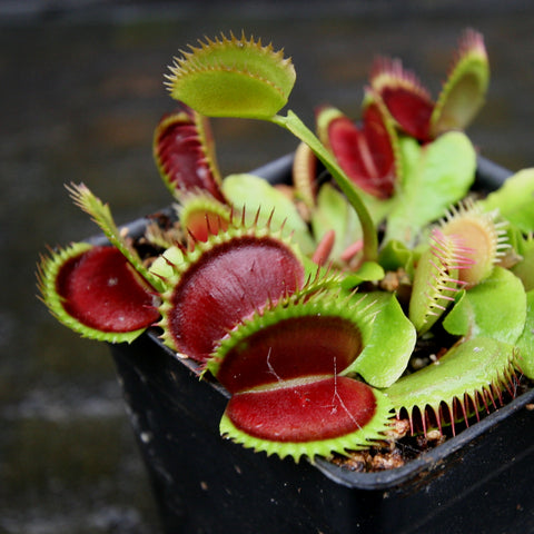 Close up of Venus flytrap Unspotty with bright red trapping jaws and spiky green margins in a black pot