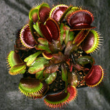 Venus Flytrap- Dionaea muscipula "Unspotty"