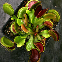Venus Flytrap- Dionaea muscipula "Unspotty"