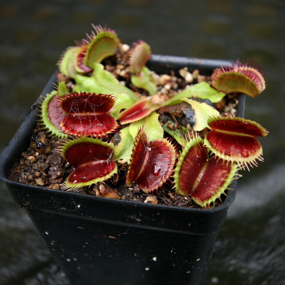 
                      
                        Venus Flytrap- Dionaea muscipula "Unspotty"
                      
                    