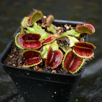 Dionaea muscipula "Unspotty"