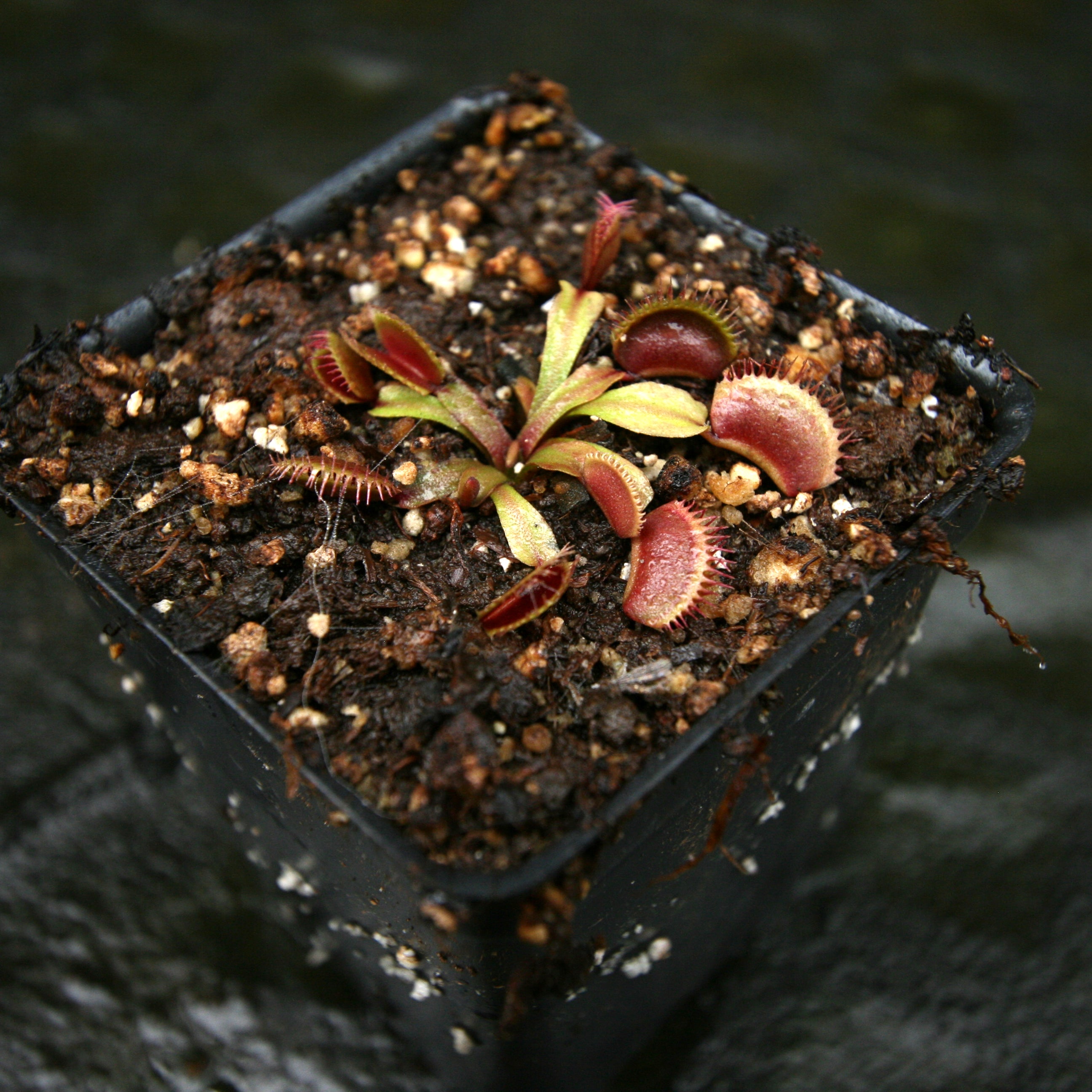 Venus Flytrap- Dionaea muscipula 