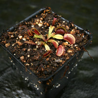 Venus Flytrap- Dionaea muscipula "Unspotty"