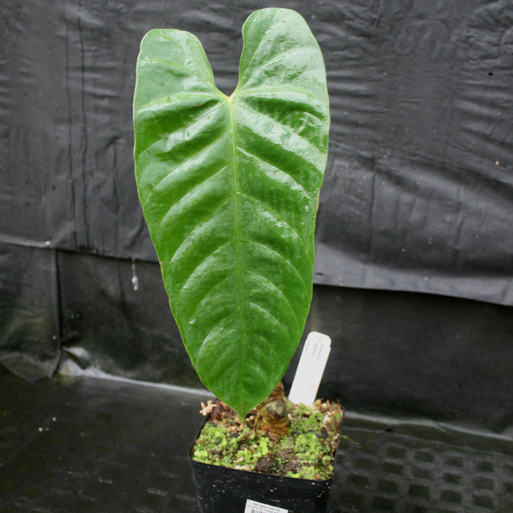 
                      
                        Anthurium recavum
                      
                    
