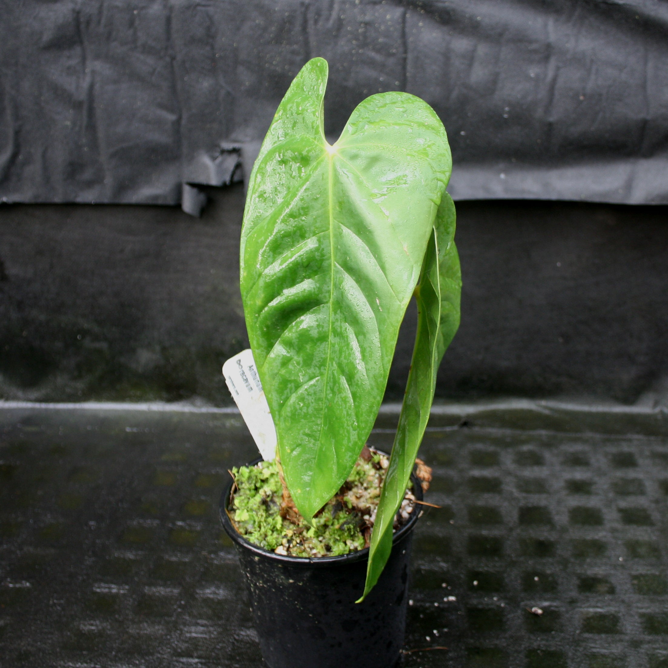 Anthurium recavum – Carnivero