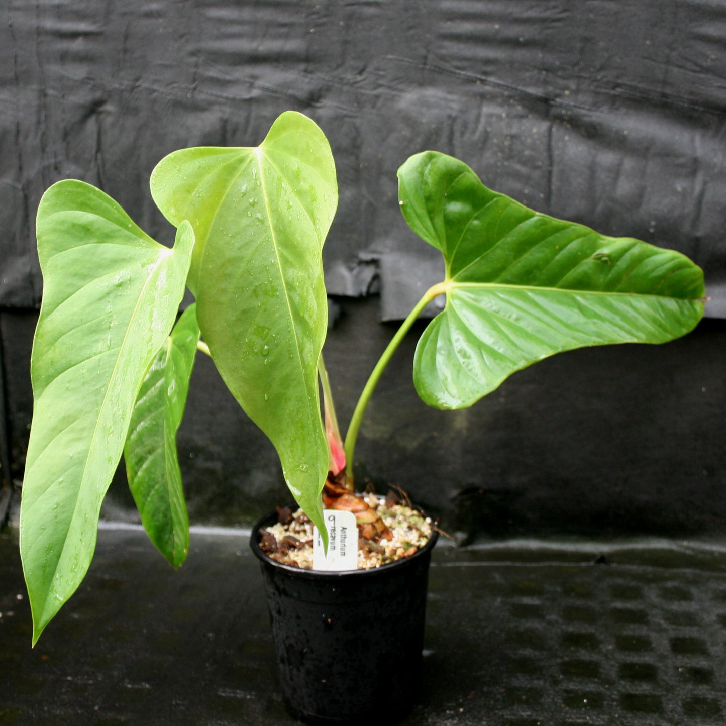 anthurium recavum Anthurium recavum – Carnivero
