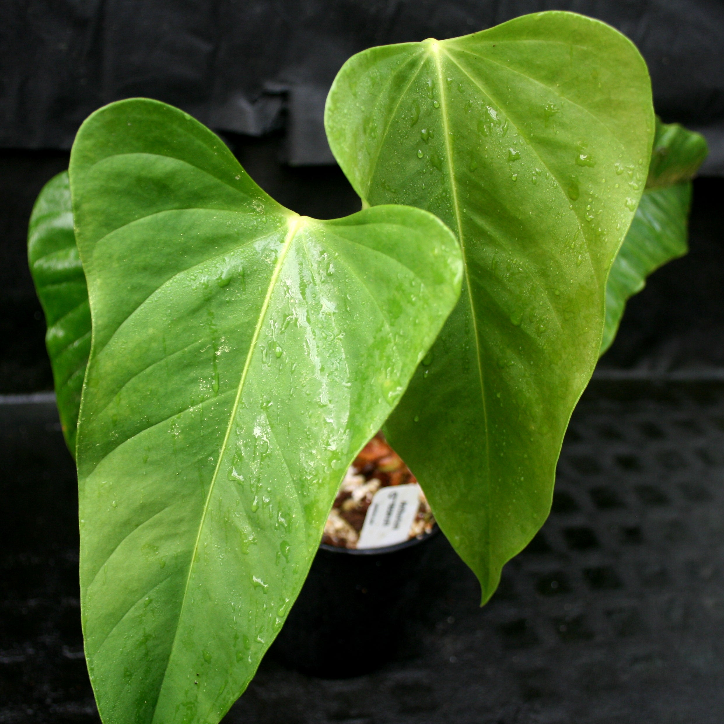 191 recavum レカバム　 アンスリウム　Anthurium Anthurium recavum – Carnivero