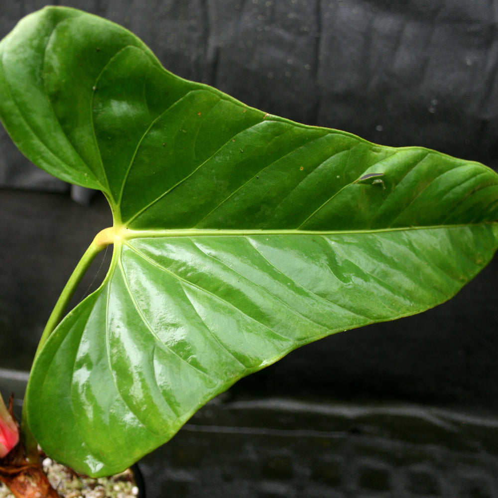 
                      
                        Anthurium recavum
                      
                    