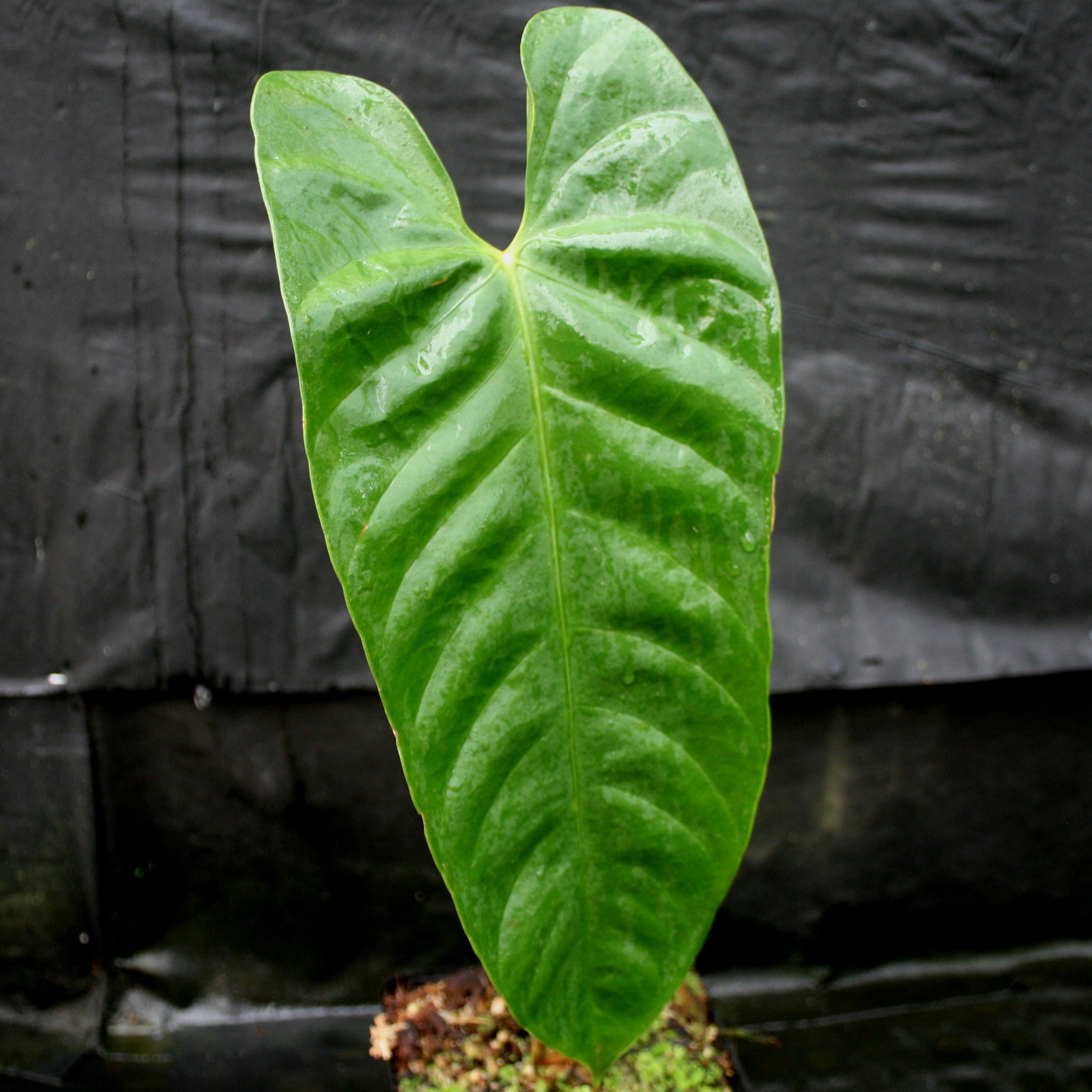 Anthurium recavum – Carnivero