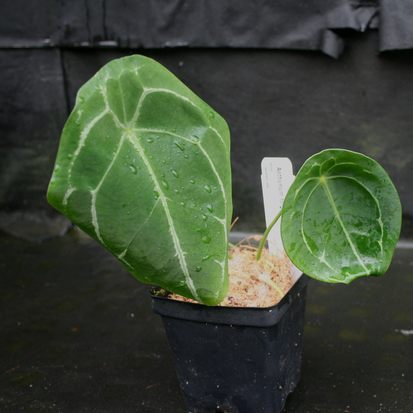 anthurium forgetii green Anthurium forgetii – Carnivero