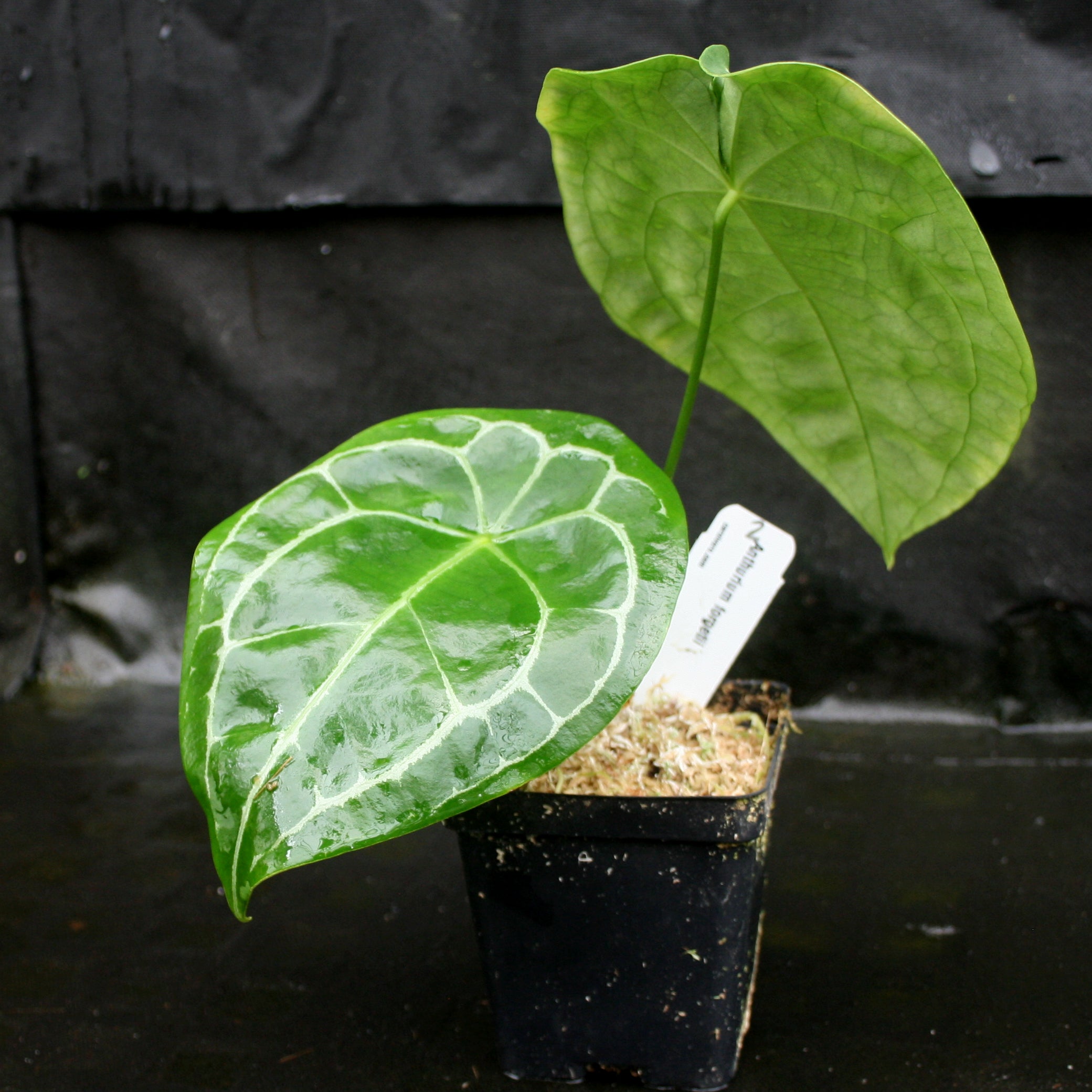 Anthurium forgetii – Carnivero