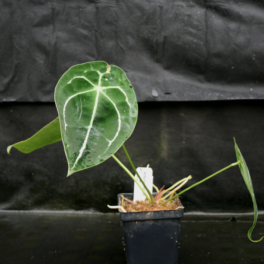 
                      
                        Anthurium forgetii
                      
                    