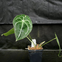 Anthurium forgetii