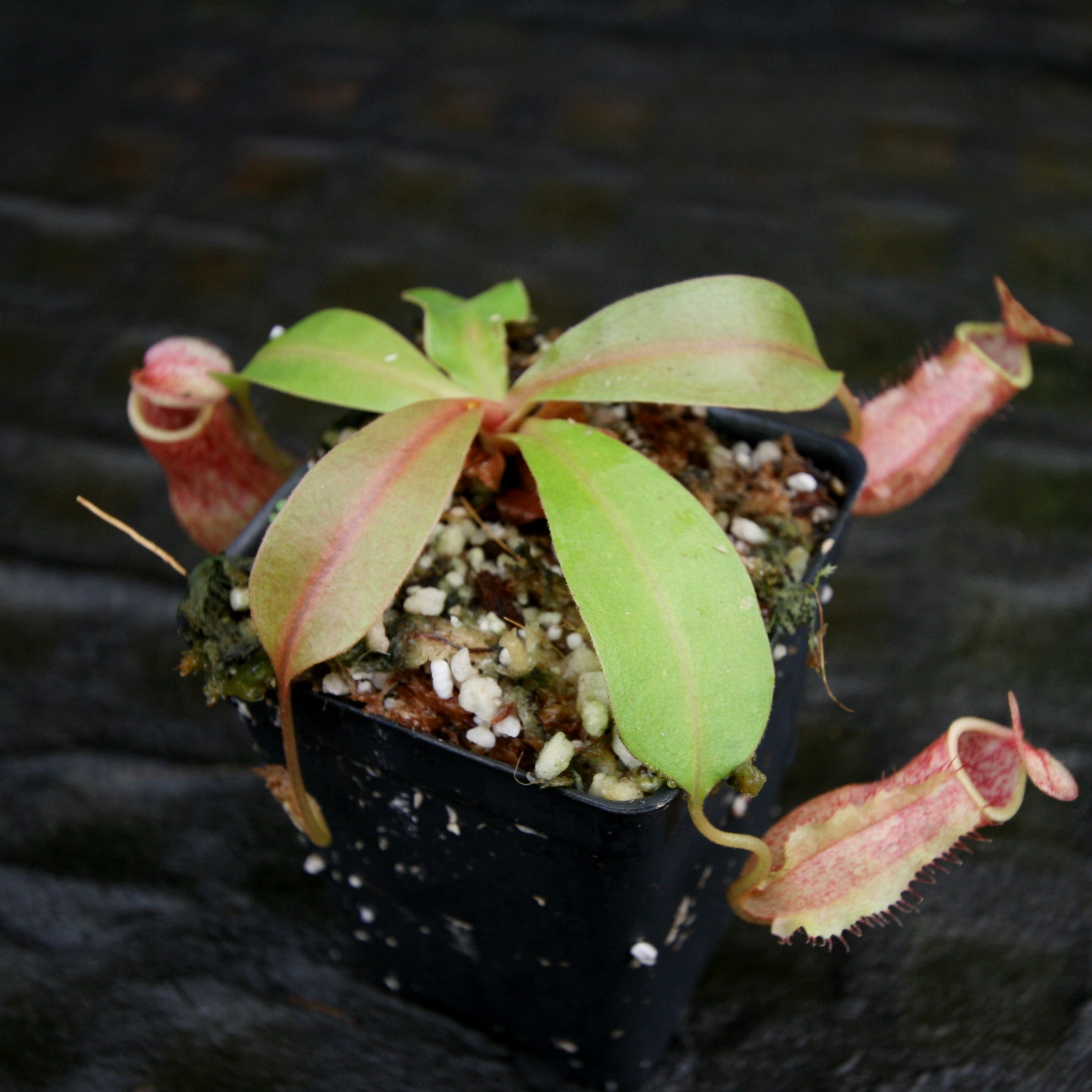 Nepenthes smilesii x [(lowii x veitchii) x boschiana] - White, CAR