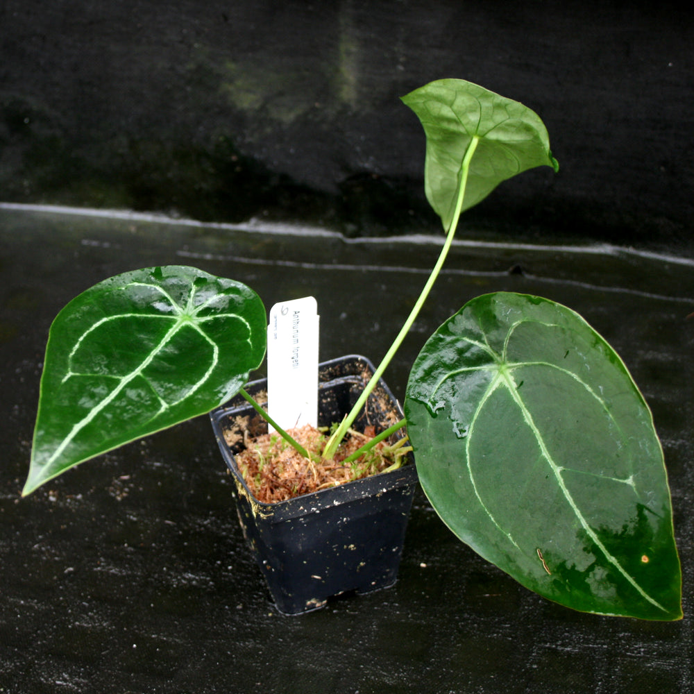 
                      
                        Anthurium forgetii
                      
                    