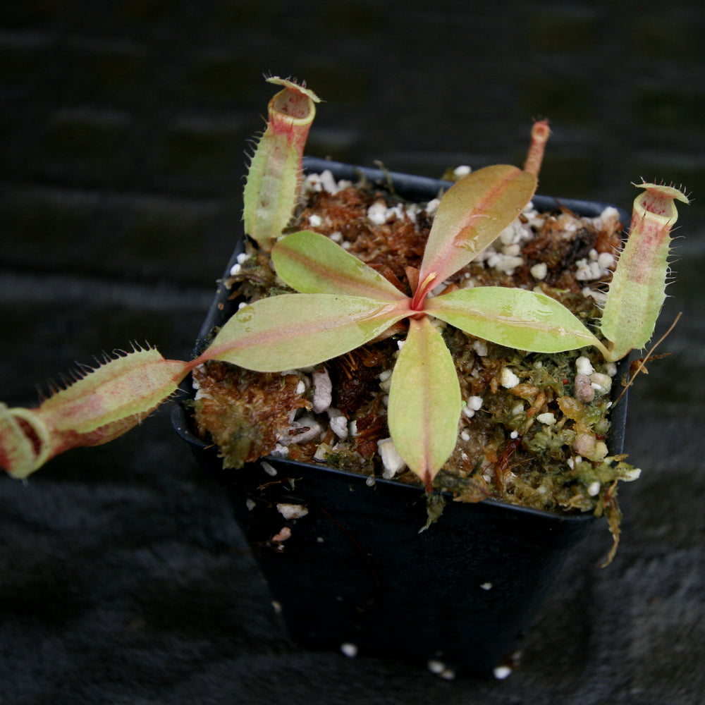 
                      
                        Nepenthes smilesii x [(lowii x veitchii) x boschiana] - White, CAR-0225
                      
                    