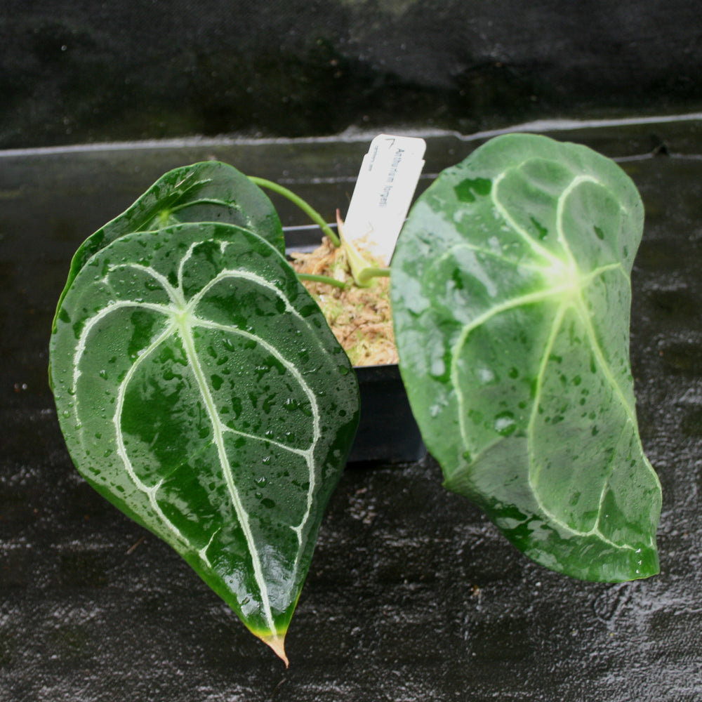 
                      
                        Anthurium forgetii
                      
                    