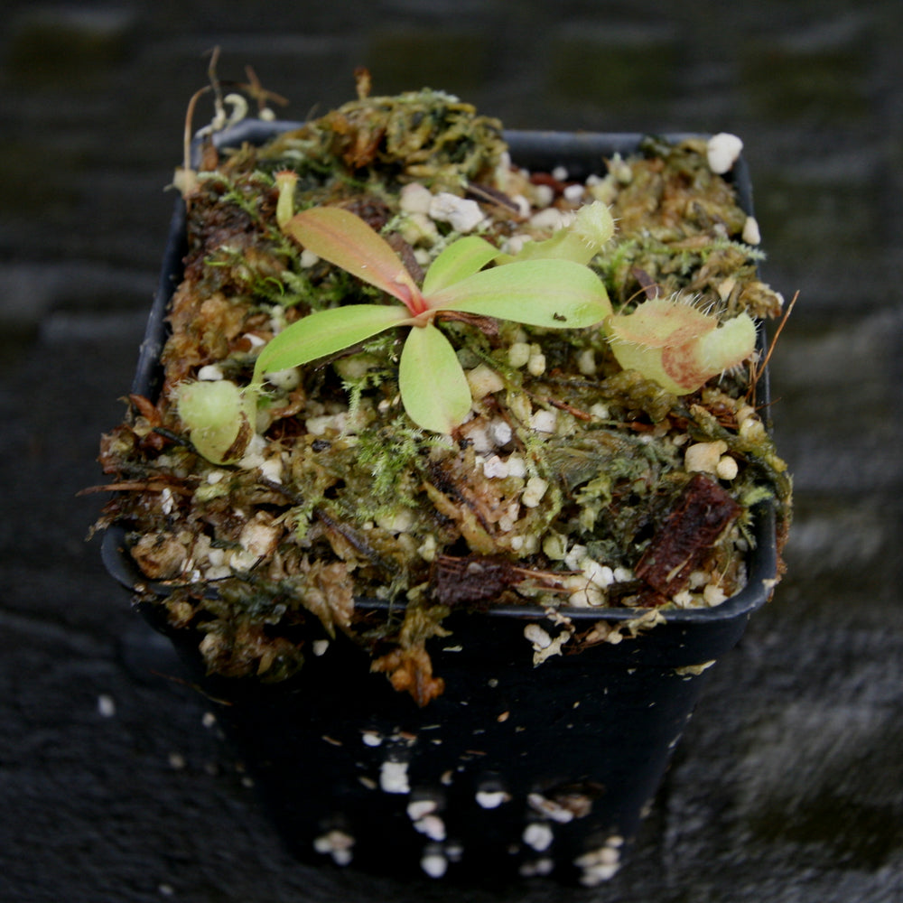
                      
                        Nepenthes smilesii x [(lowii x veitchii) x boschiana] - White, CAR-0225
                      
                    