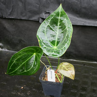 Anthurium forgetii