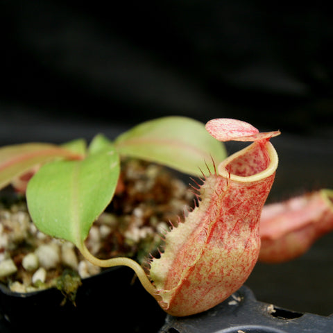 Nepenthes smilesii hybrid with a pink red pitcher and pale rim in a small pot.