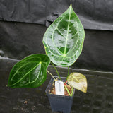 Anthurium forgetii