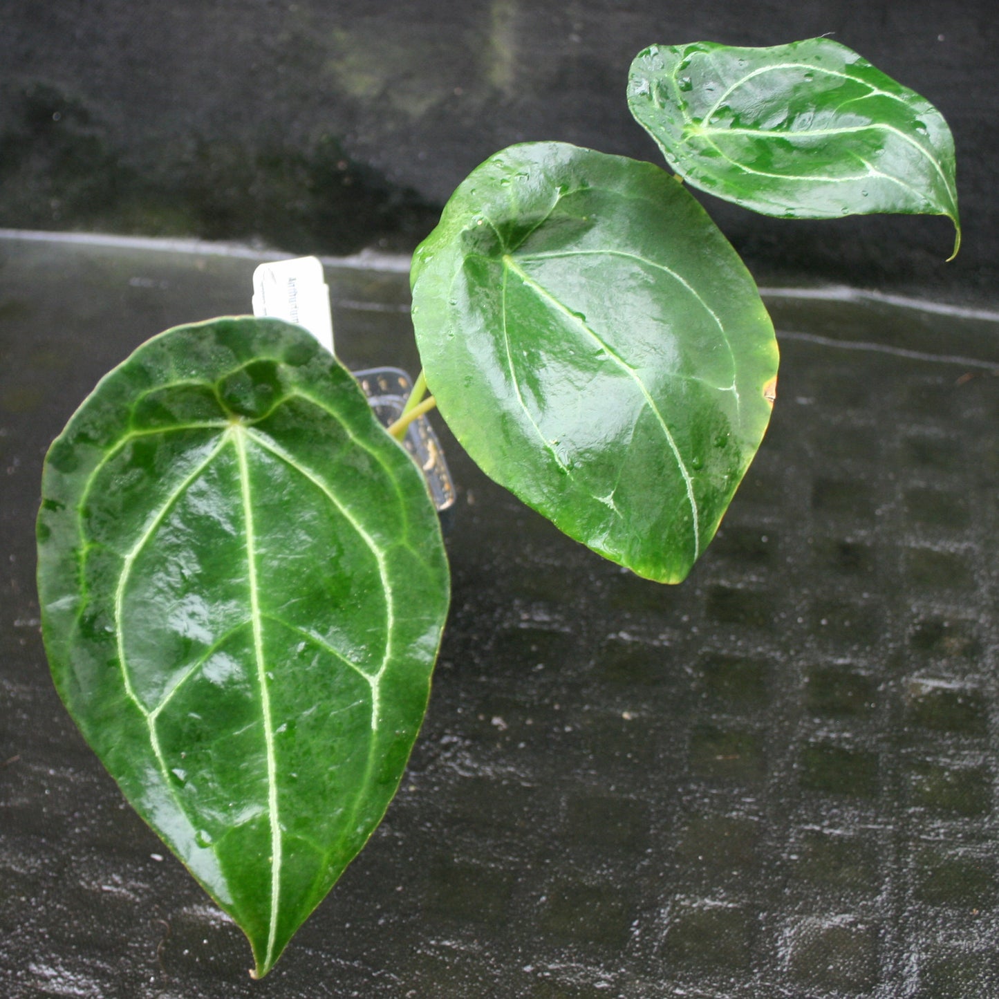anthurium forgetii green Anthurium forgetii – Carnivero