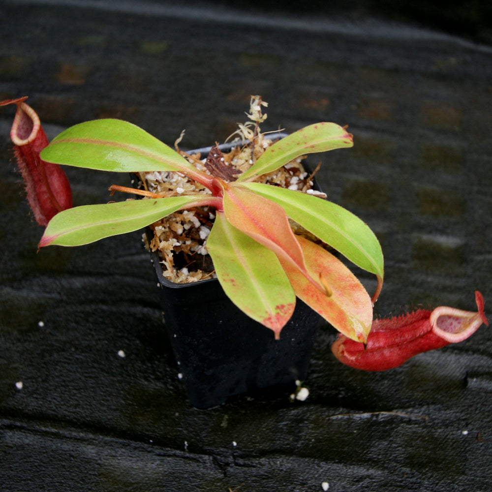 Nepenthes 'Splendid Diana' x Redonkulas, CAR-0249