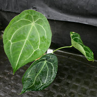 Anthurium forgetii