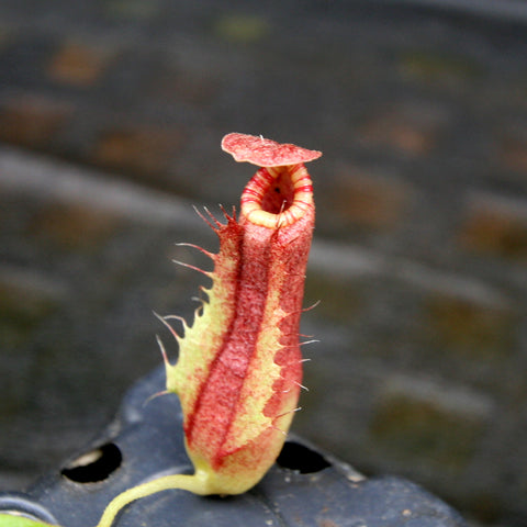 Close-up of Nepenthes Splendid Diana x Redonkulas pitcher with red body and yellow-green rim and a small lid.