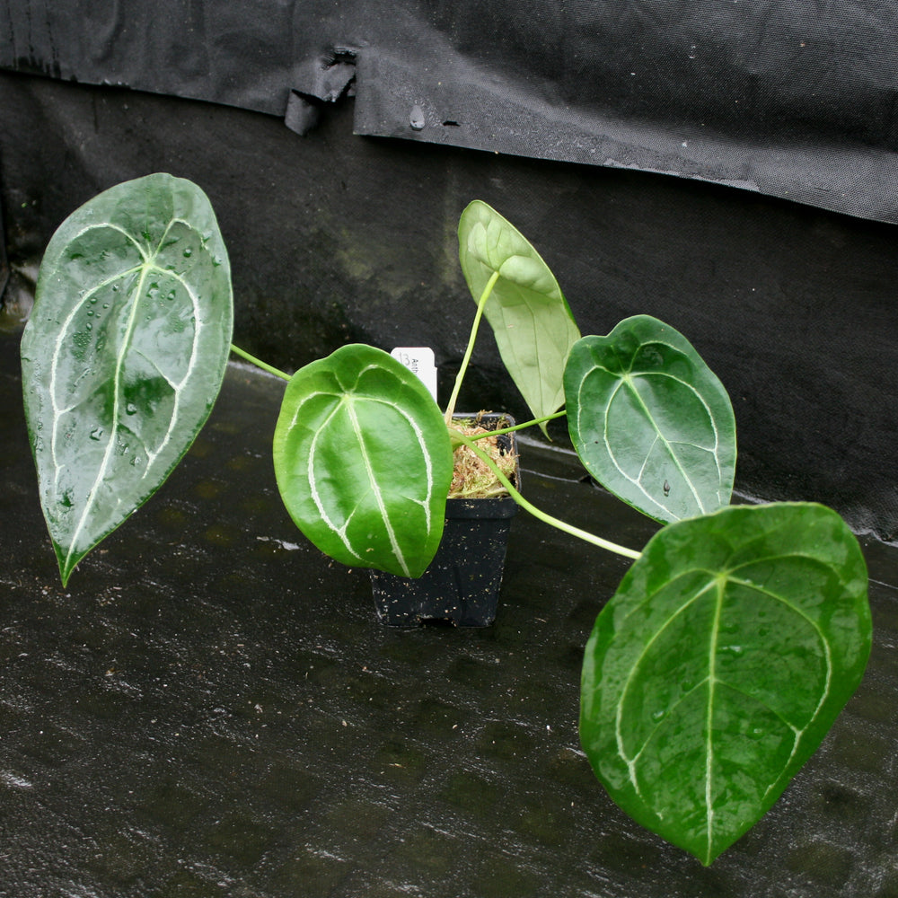 
                      
                        Anthurium forgetii
                      
                    