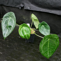 Anthurium forgetii