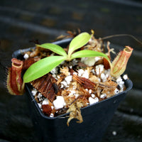 Nepenthes 'Splendid Diana' x Redonkulas, CAR-0249