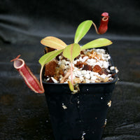 Nepenthes 'Splendid Diana' x Redonkulas, CAR-0249