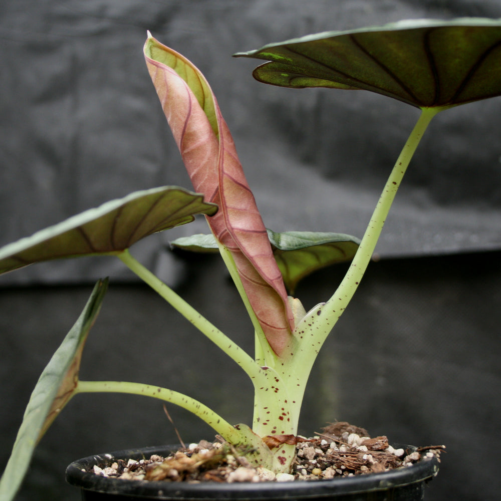 
                      
                        Alocasia nebula
                      
                    