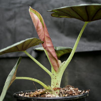 Alocasia nebula