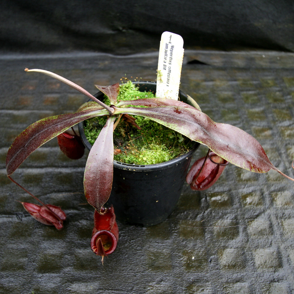 
                      
                        Nepenthes rafflesiana x ampullaria 'Black Miracle'
                      
                    