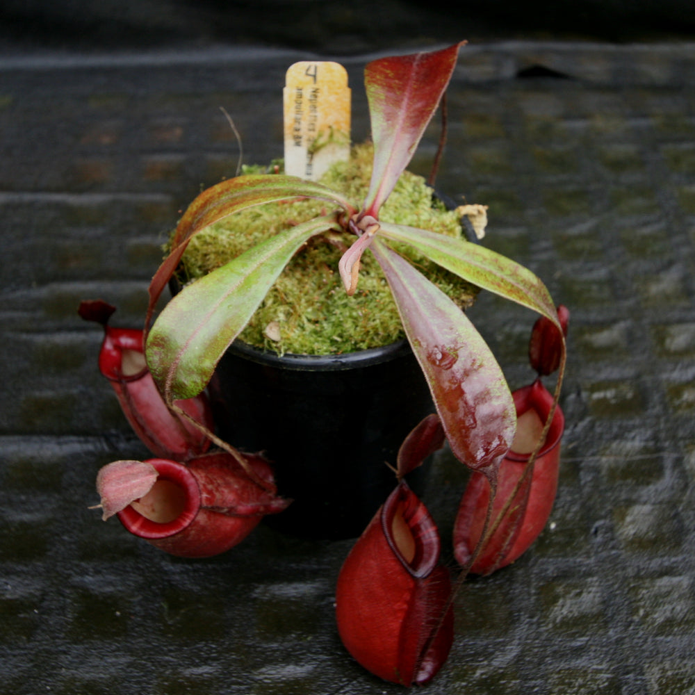 
                      
                        Nepenthes rafflesiana x ampullaria 'Black Miracle'
                      
                    