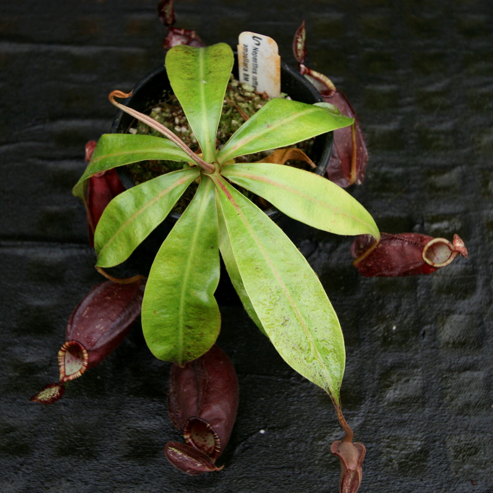 
                      
                        Nepenthes rafflesiana x ampullaria 'Black Miracle'
                      
                    