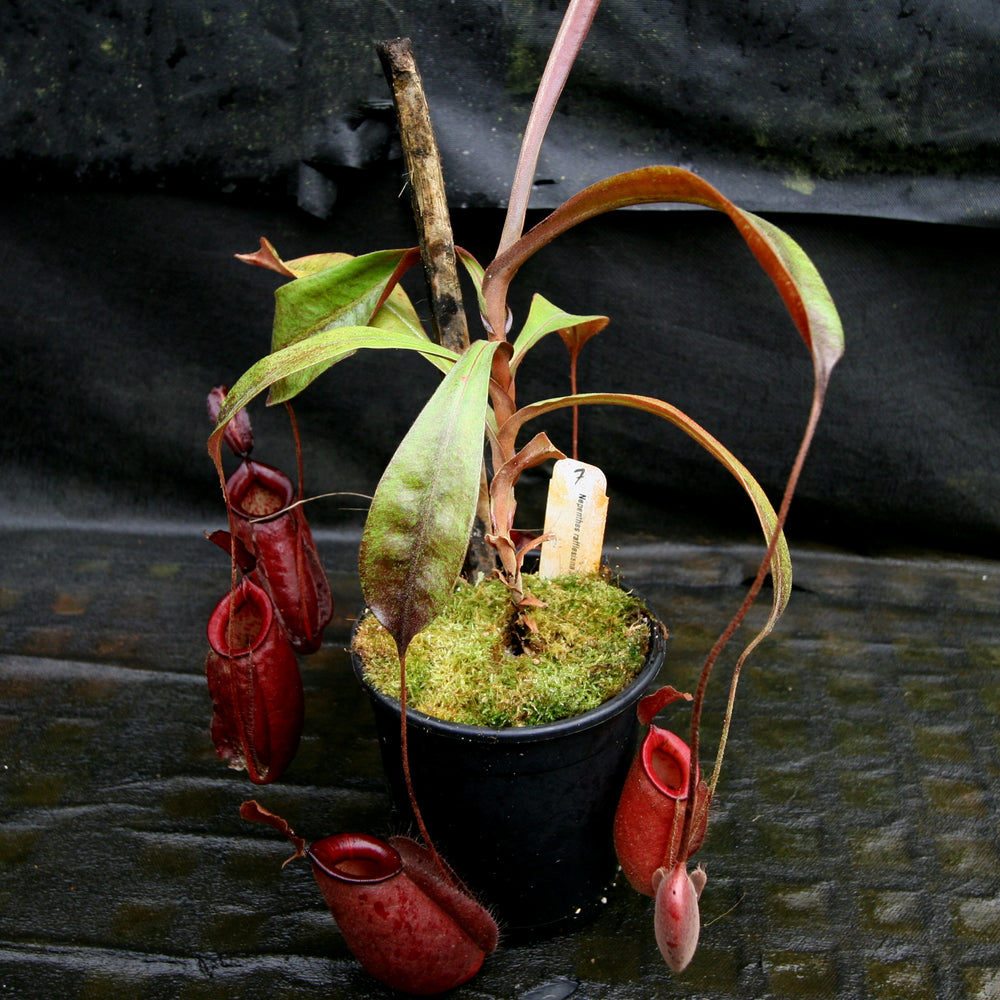 
                      
                        Nepenthes rafflesiana x ampullaria 'Black Miracle'
                      
                    