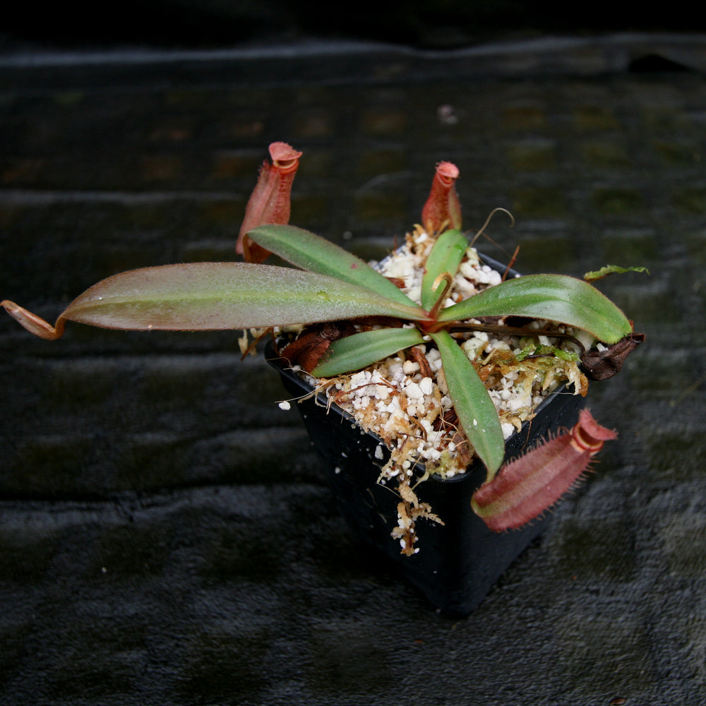 
                      
                        Nepenthes albomarginata "All Red"
                      
                    