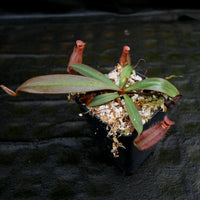 Nepenthes albomarginata "All Red"