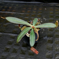 Nepenthes albomarginata "All Red"