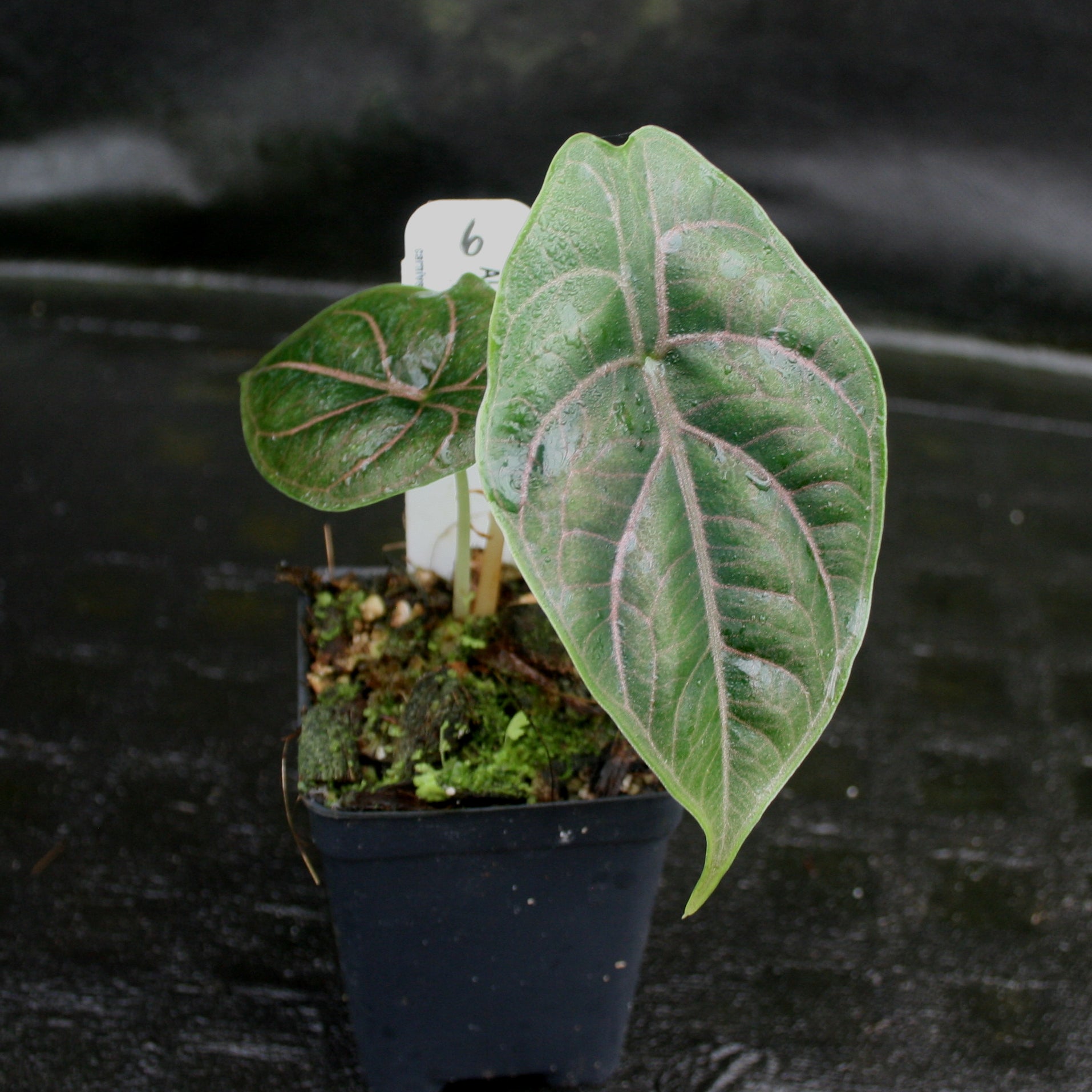 Alocasia azlanii, Jewel Alocasia – Carnivero
