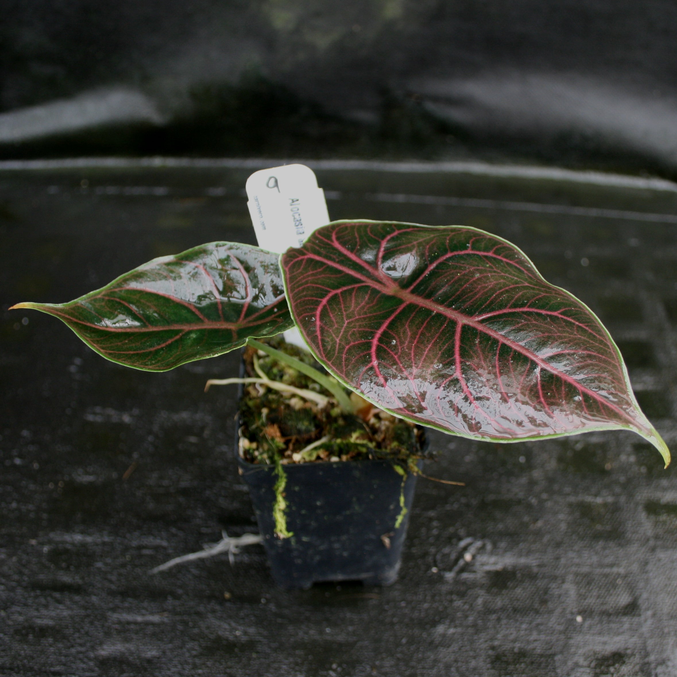 Alocasia azlanii, Jewel Alocasia – Carnivero