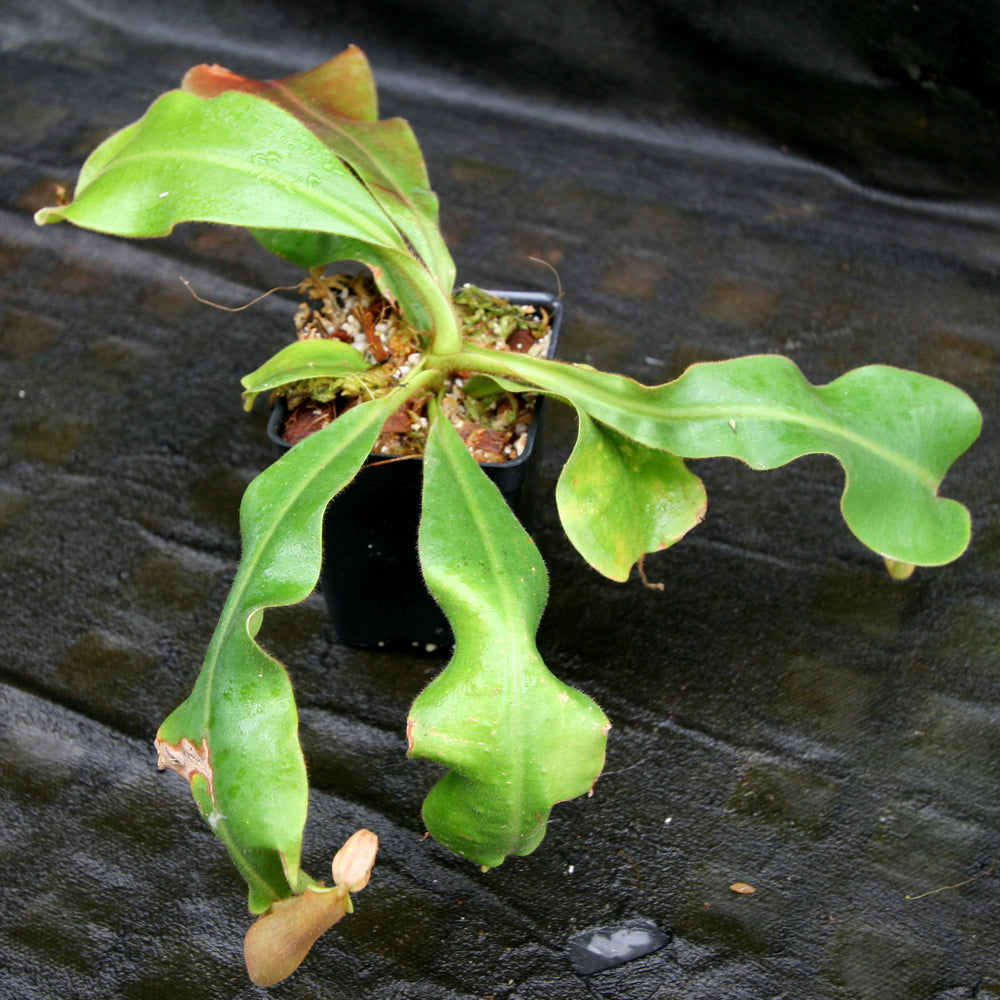 
                      
                        Nepenthes veitchii (Murud x Candy)
                      
                    
