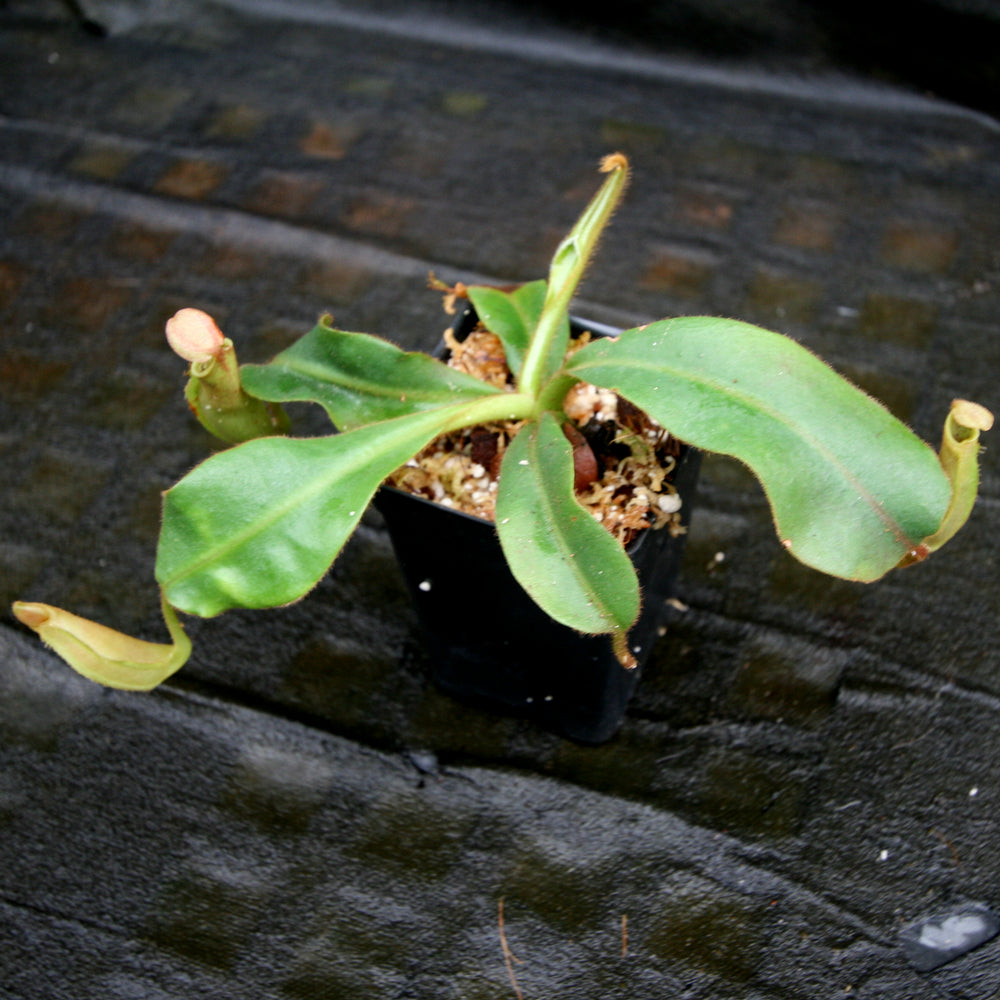 
                      
                        Nepenthes veitchii (Murud x Candy)
                      
                    